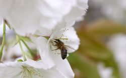 відео уроки по бджільництву
